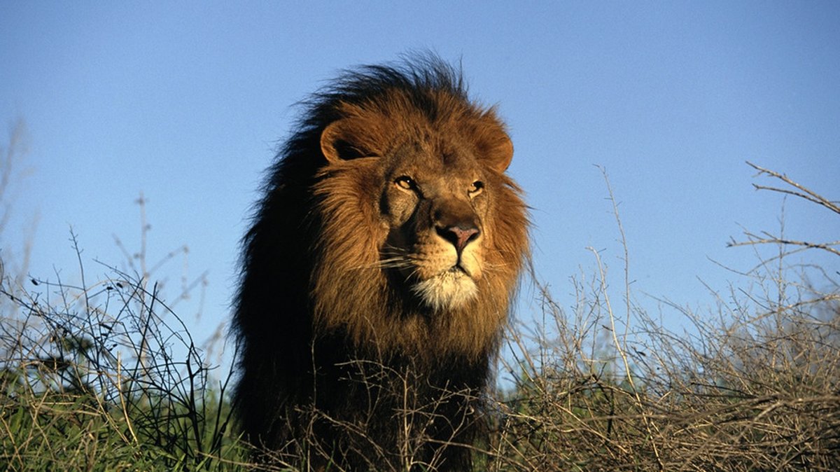 Afrikanischer Löwe: Der König der Tiere auf der Roten Liste