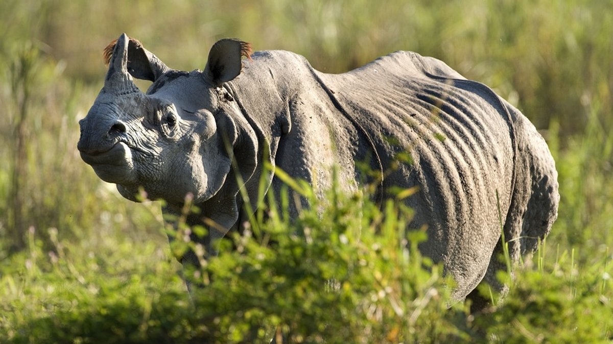 Die Jagd auf das Horn: Nashorn-Schmuggel wird raffinierter