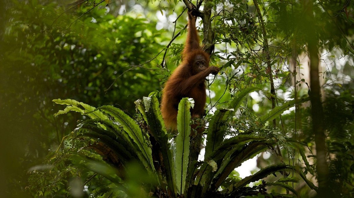 Palmöl-Plantagen statt Dschungel: Orang-Utans auf Borneo bedroht