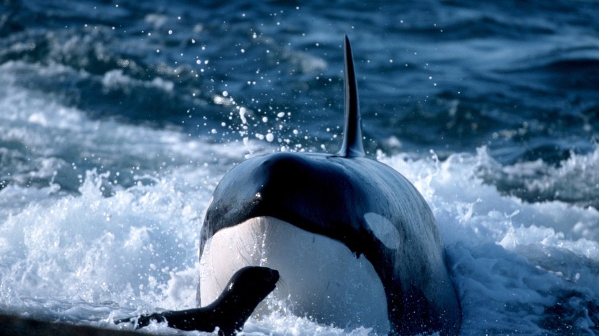 Warnstufe Rot für viele Wale: Die Nomaden der Meere brauchen Schutz