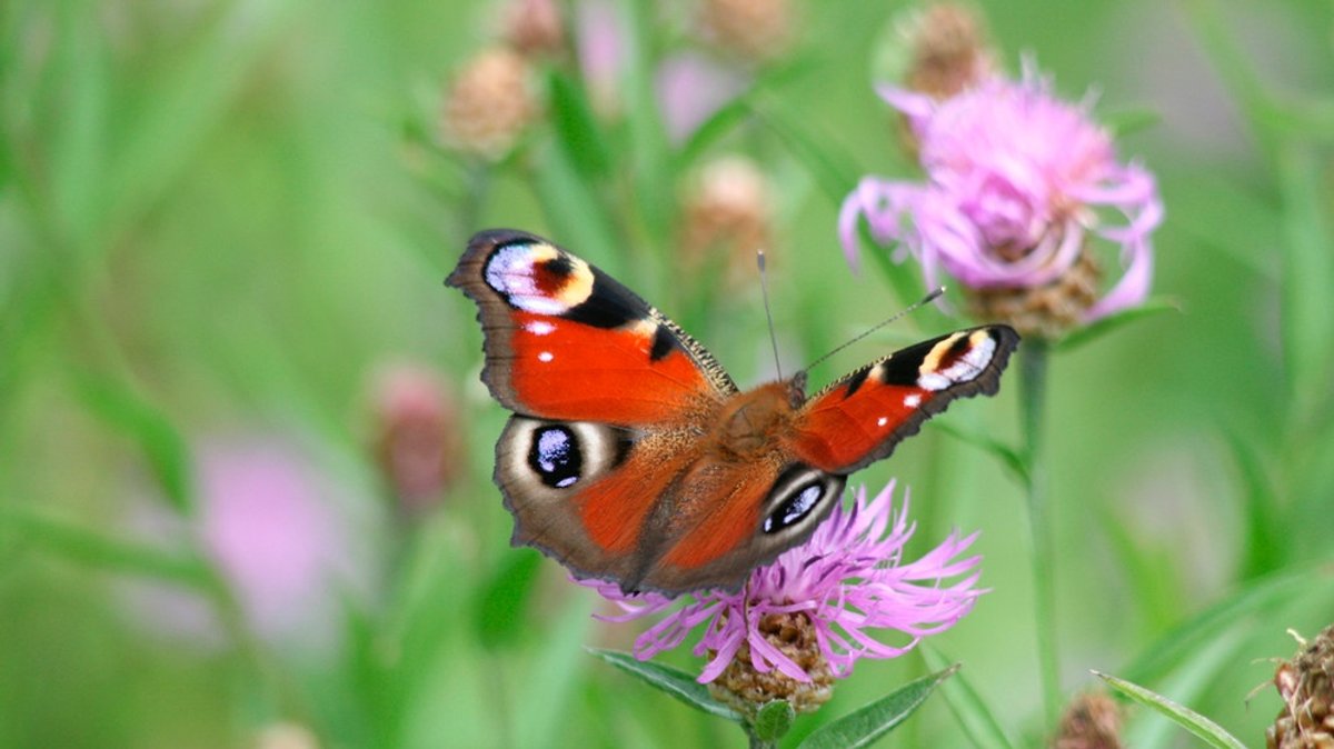 Schmetterlinge: Darum gibt es immer weniger Falter