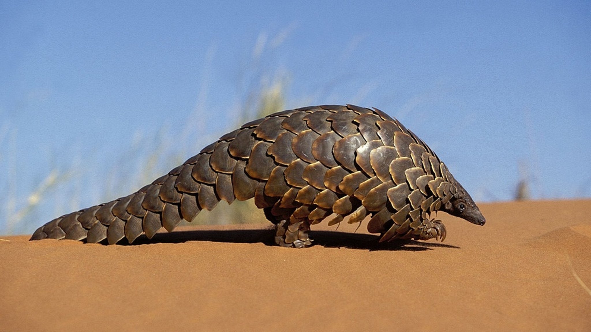 Schuppentiere vom Aussterben bedroht: Pangoline sind die meistgeschmuggelten Tiere der Welt