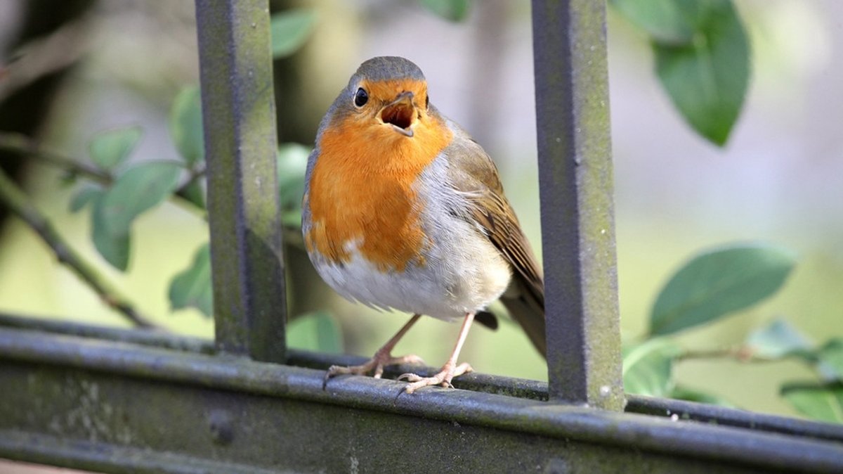 Vögel in der Großstadt: Die Sprache der Singvögel
