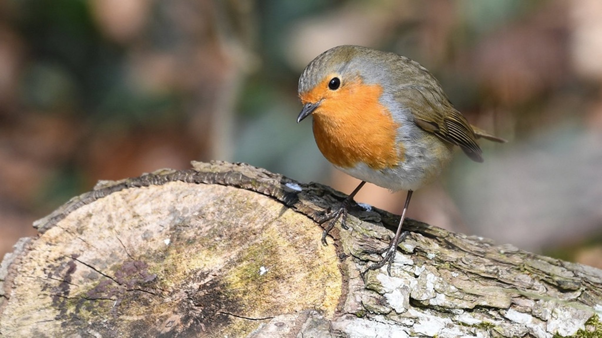 Vögel bestimmen: Welcher Vogel ist das?