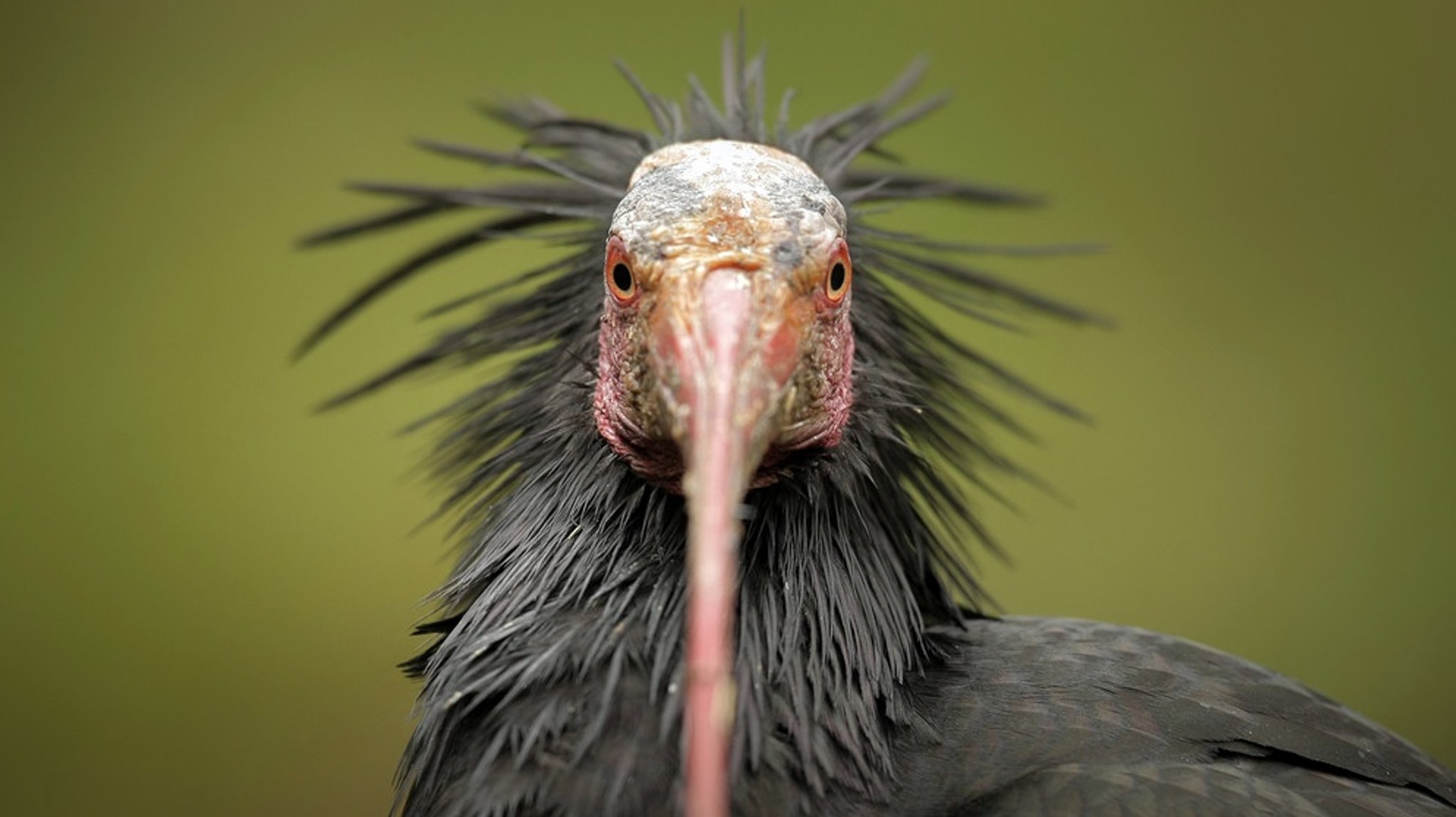 Wiederansiedelung des Waldrapp