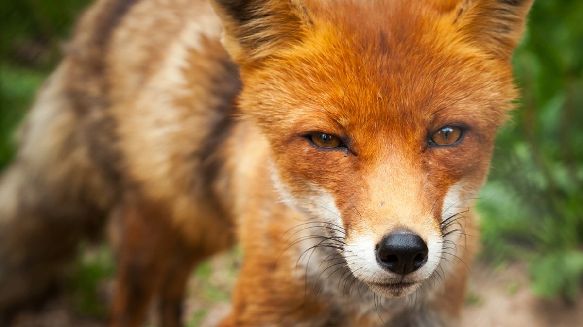 Der Fuchs: Schlauer Rotpelz