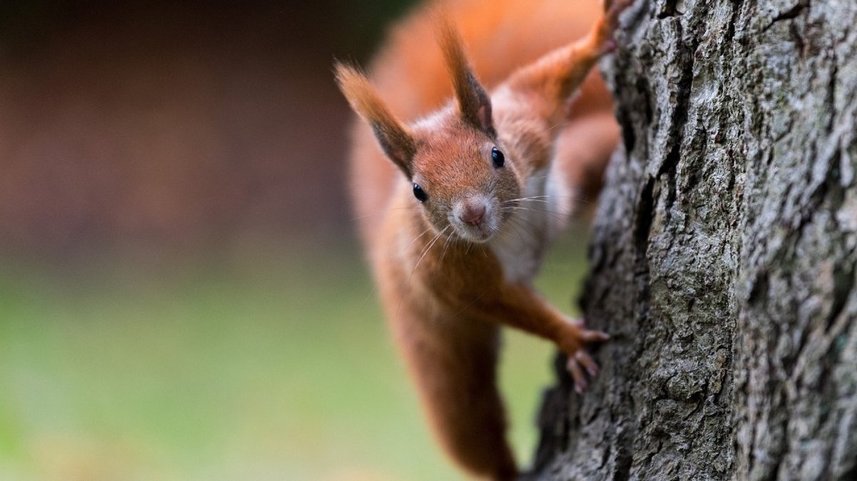 Eichörnchen: Die vielen Facetten der wuseligen Nager