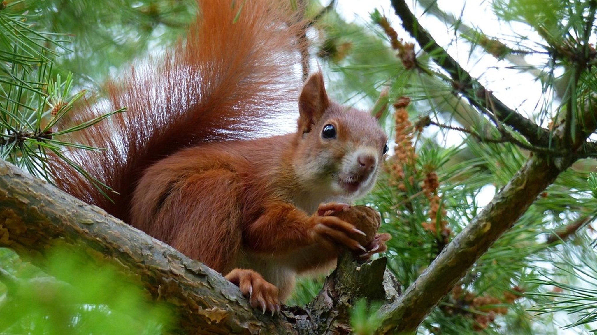 Eichhörnchen und Grauhörnchen: Die Akrobaten unter den Nagetieren