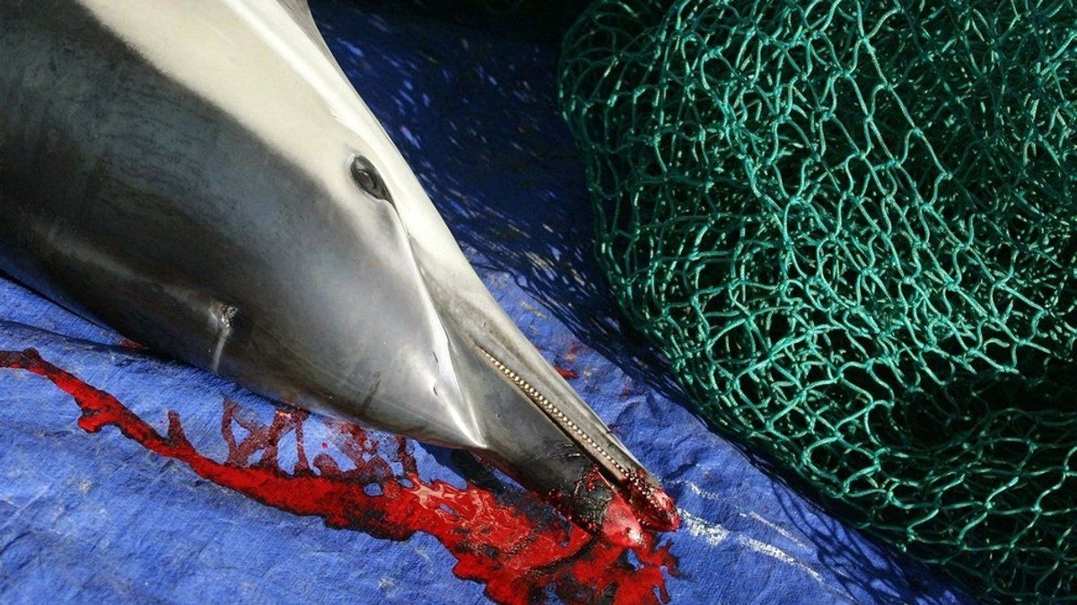 Fischfangmethoden: Nicht nur Fische gehen ins Netz
