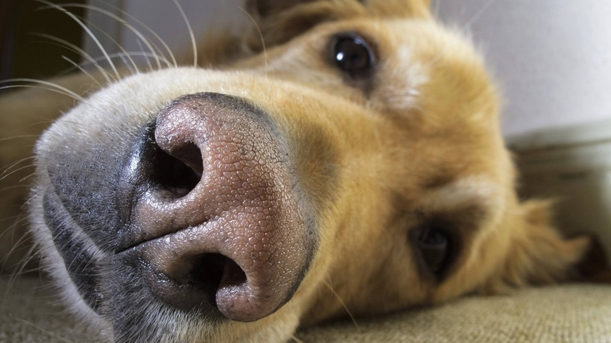Hunde als Helfer: Blindenführhunde, Assistenzhunde, Rettungshunde und Spürnasen