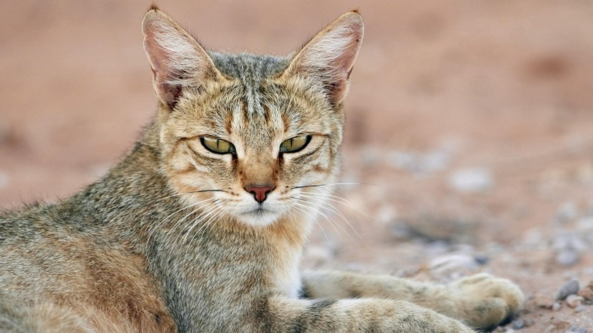 Stubentiger