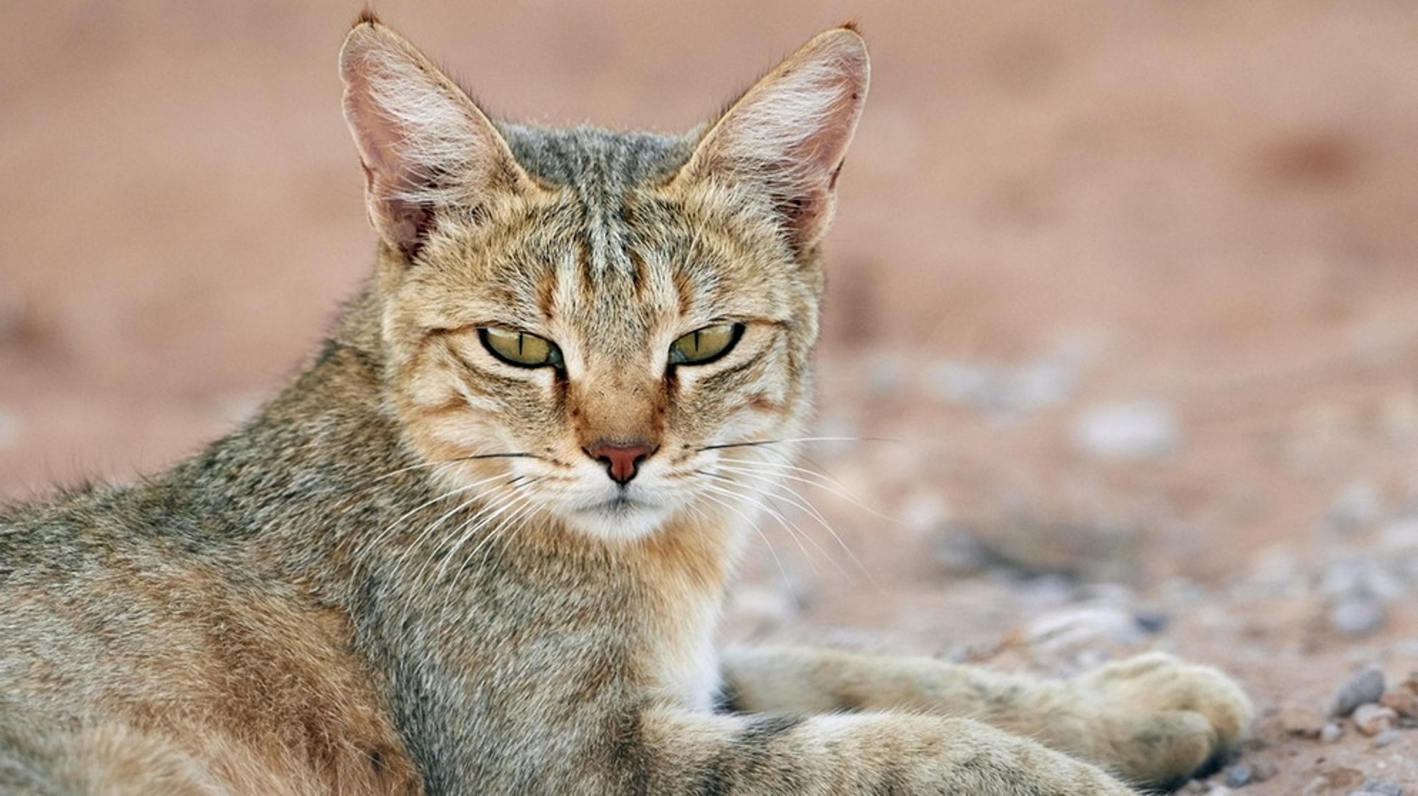 Stubentiger