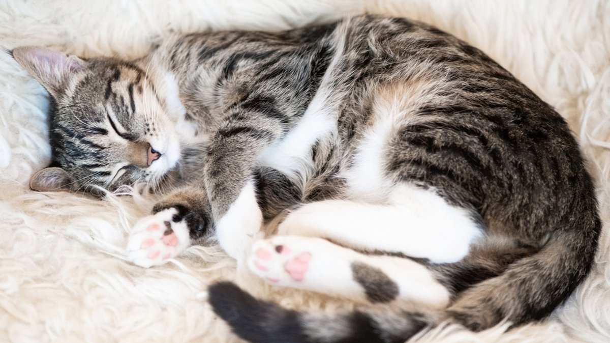 Geschichte der Hauskatze: Wie die Wildkatze zum Stubentiger wurde