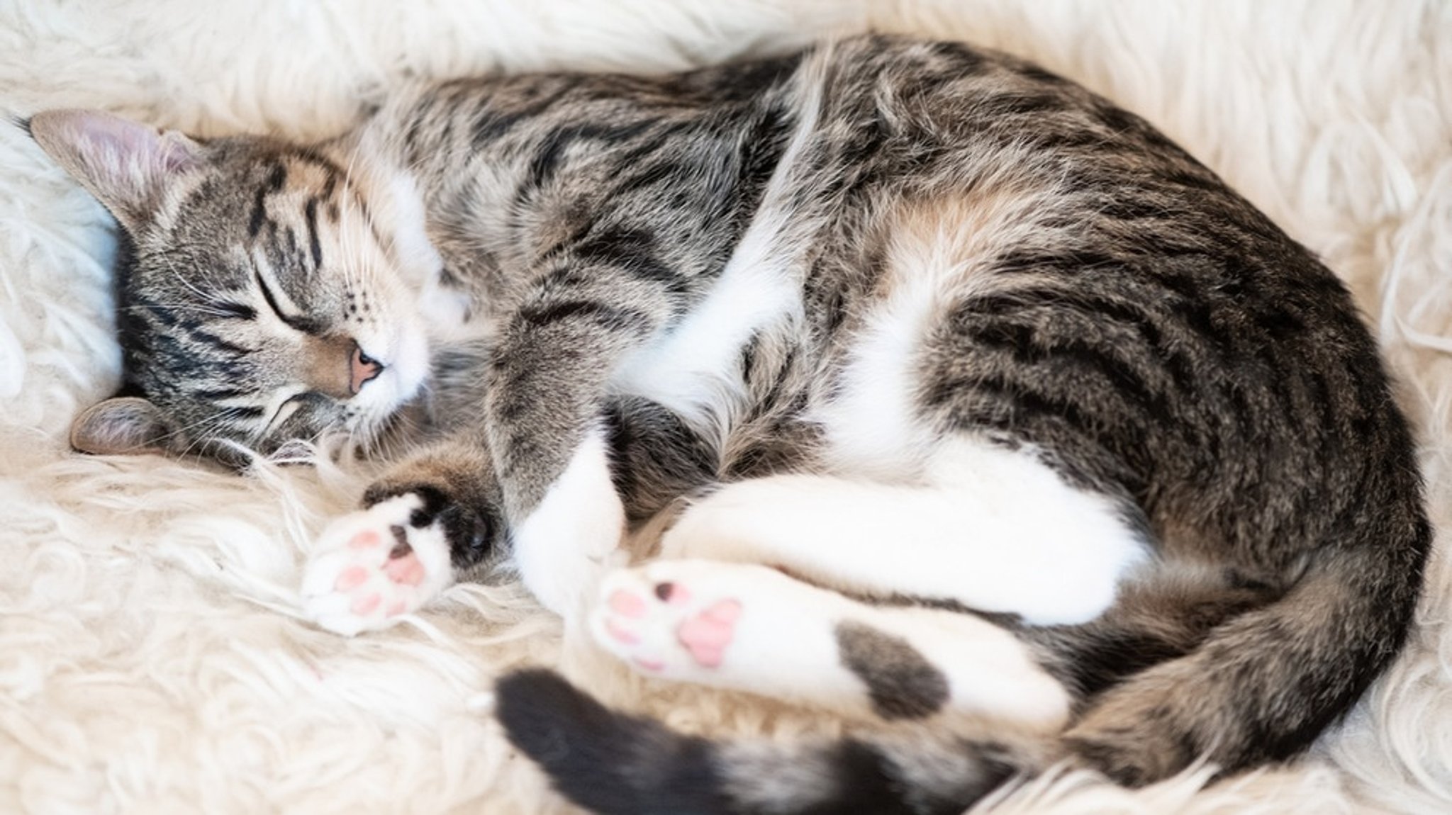 Geschichte der Hauskatze: Wie die Wildkatze zum Stubentiger wurde