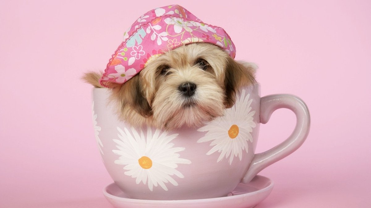 Teacup Dogs: Mini-Modehunde sind Tierquälerei
