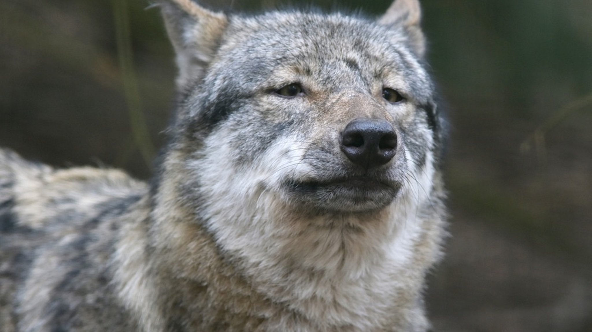Geschichte des Hundes: So wurde aus dem Wolf ein Haustier