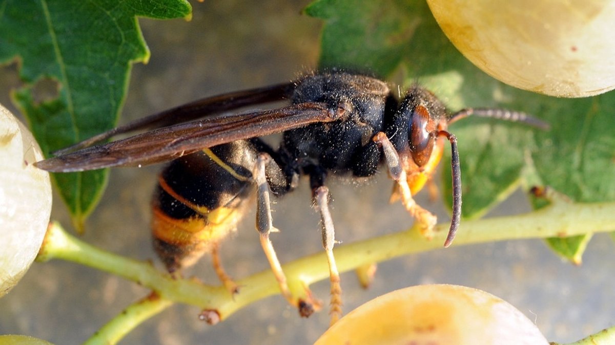 Asiatische Hornisse: Der neue Feind unserer Honigbiene