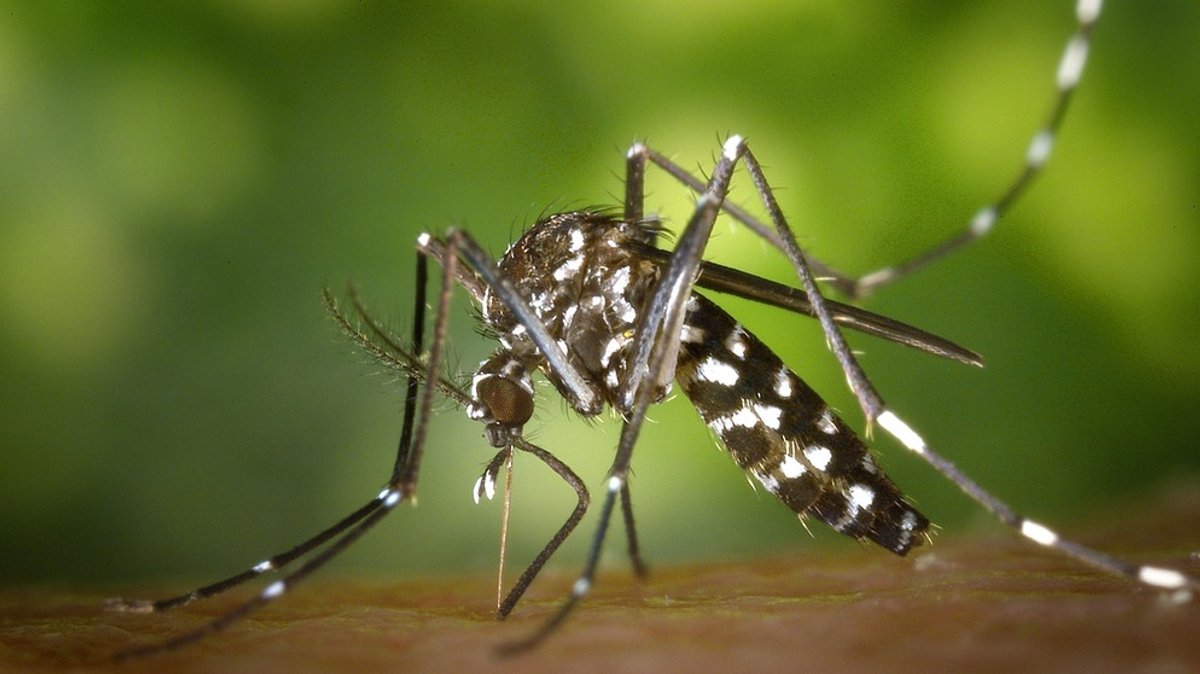 Tigermücke, Buschmücke, Aedes koreicus: Tropische Stechmücken erobern Deutschland