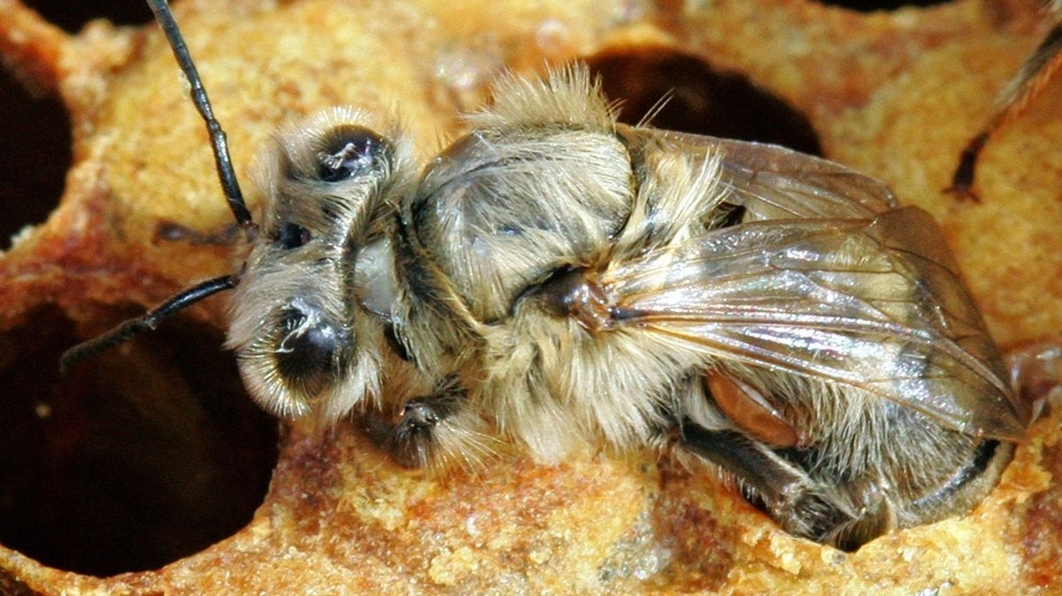 Die Varroamilbe: Der gefährlichste Feind der Biene