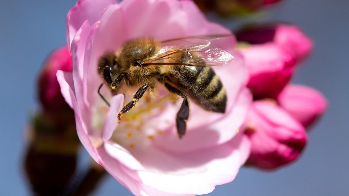 Bienen: Die kleinsten Nutztiere der Welt