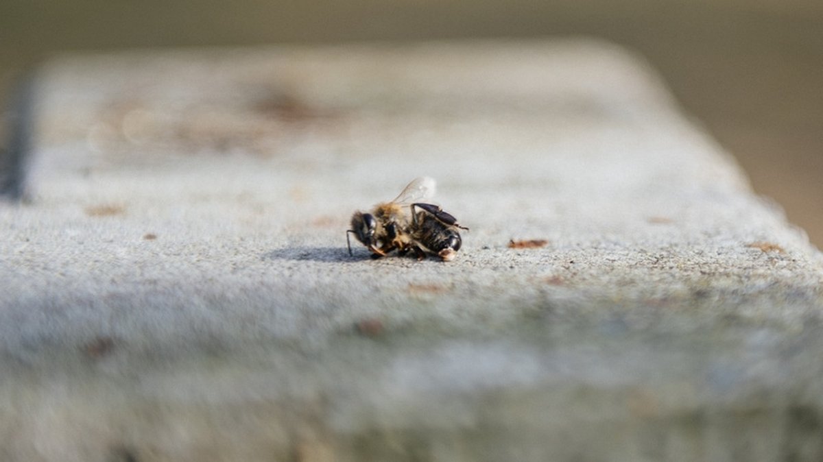 Bienensterben: Warum so viele Bienen sterben