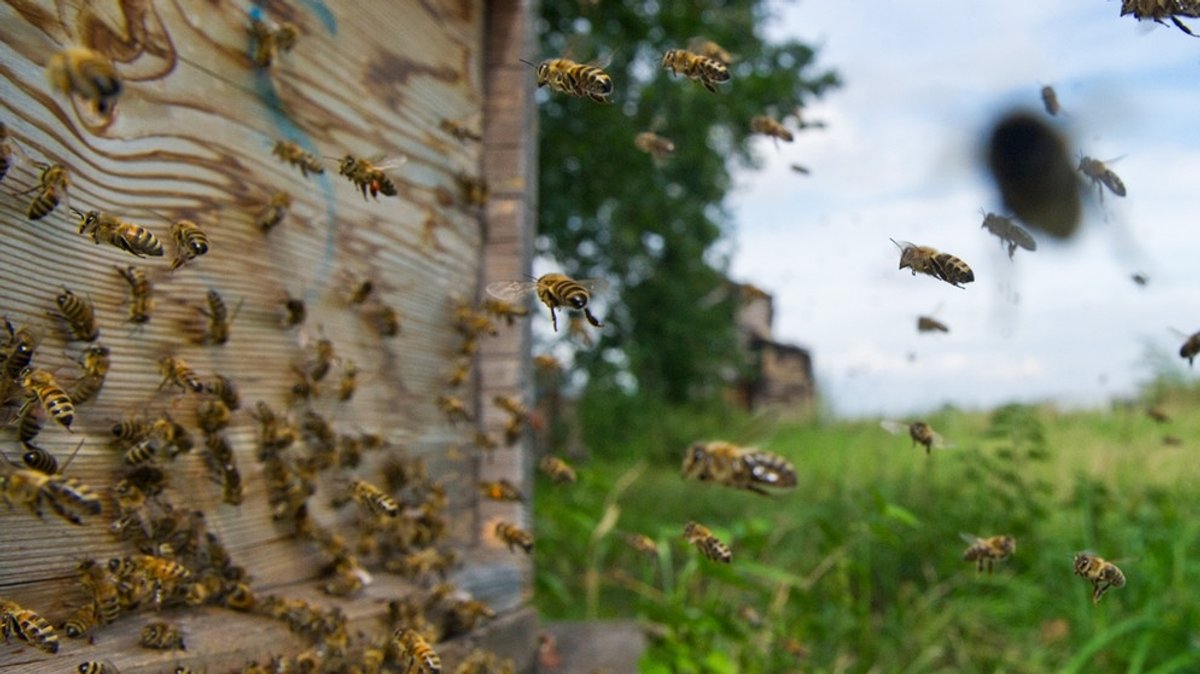Bienensterben durch Pestizide: Pflanzenschutzmittel machen Bienen zu schaffen
