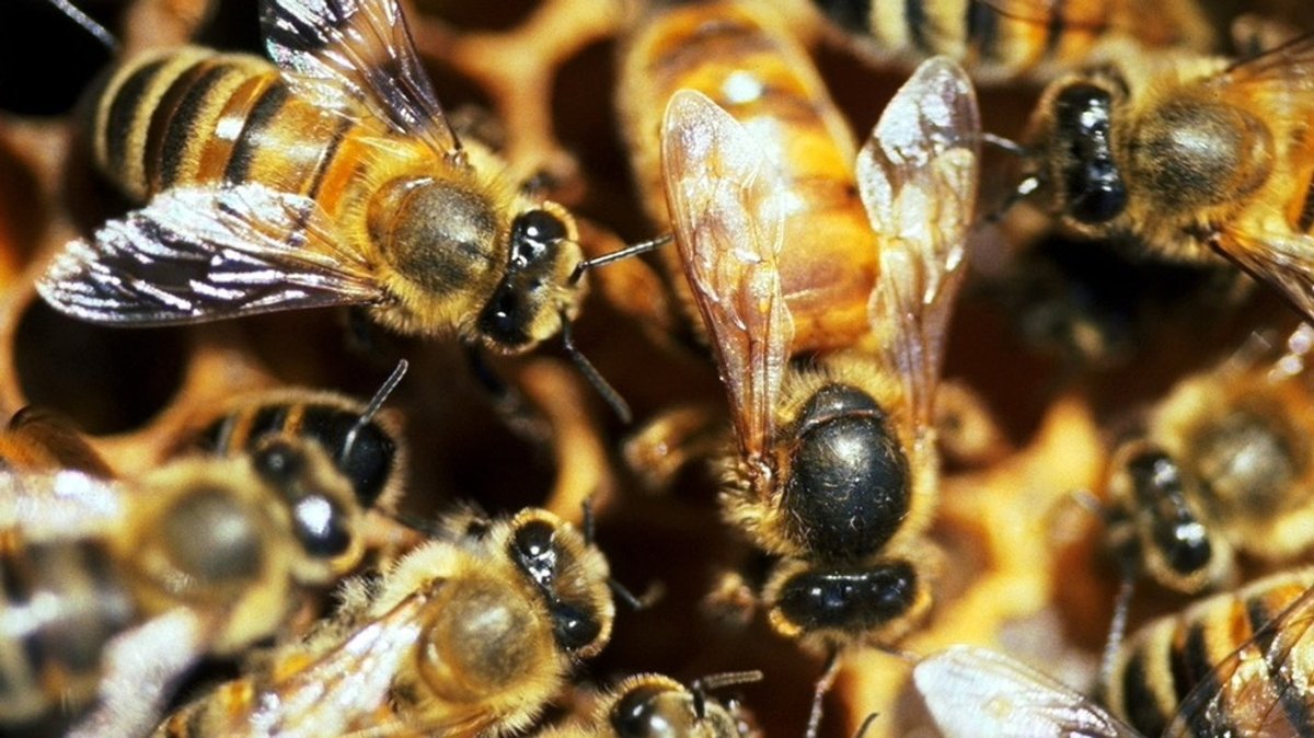 Das Bienenvolk: Perfekte Aufgabenteilung unter Bienen