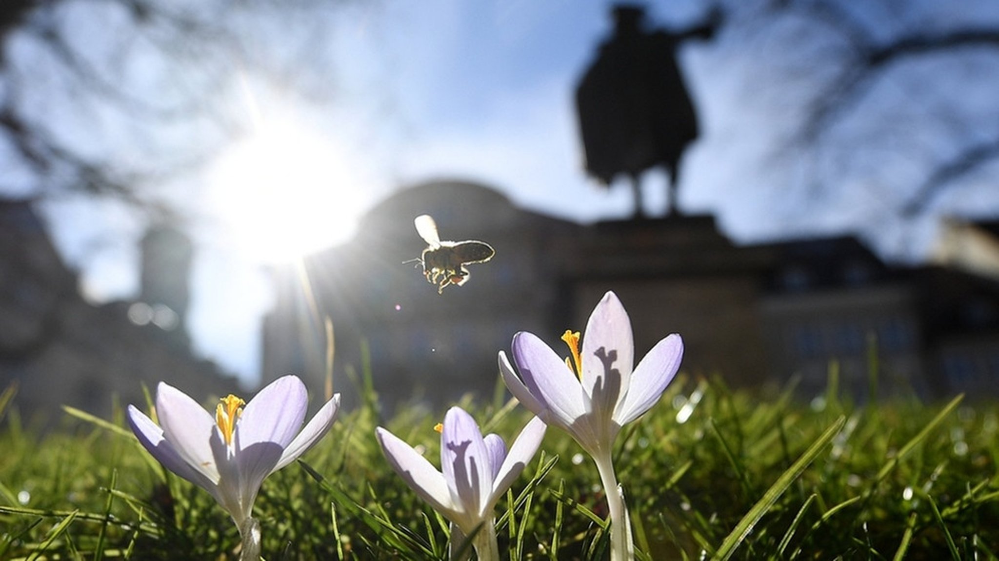 Urbane Bienen: Schwärmen für die Stadt