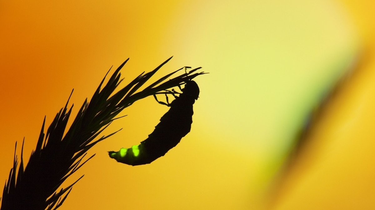 Glühwürmchen: Wie und warum die Käfer leuchten