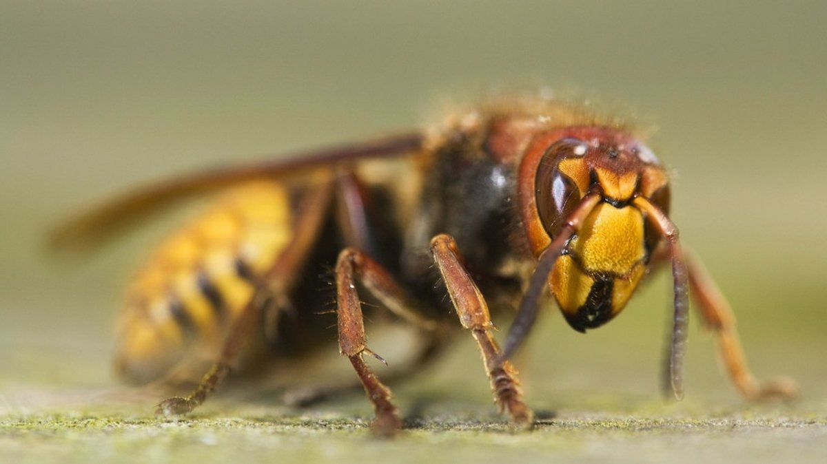Hornissen: Wie gefährlich ist die "große Wespe"?