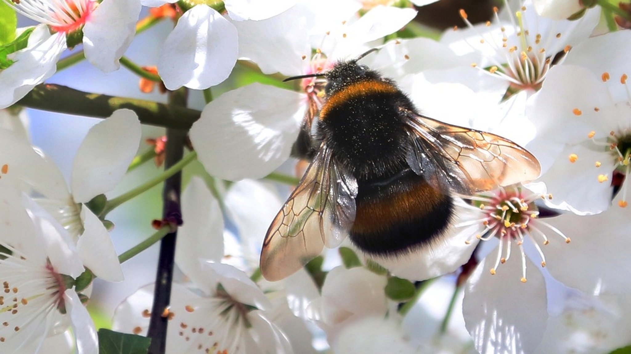 Die Hummel: Brummender Bestäuber