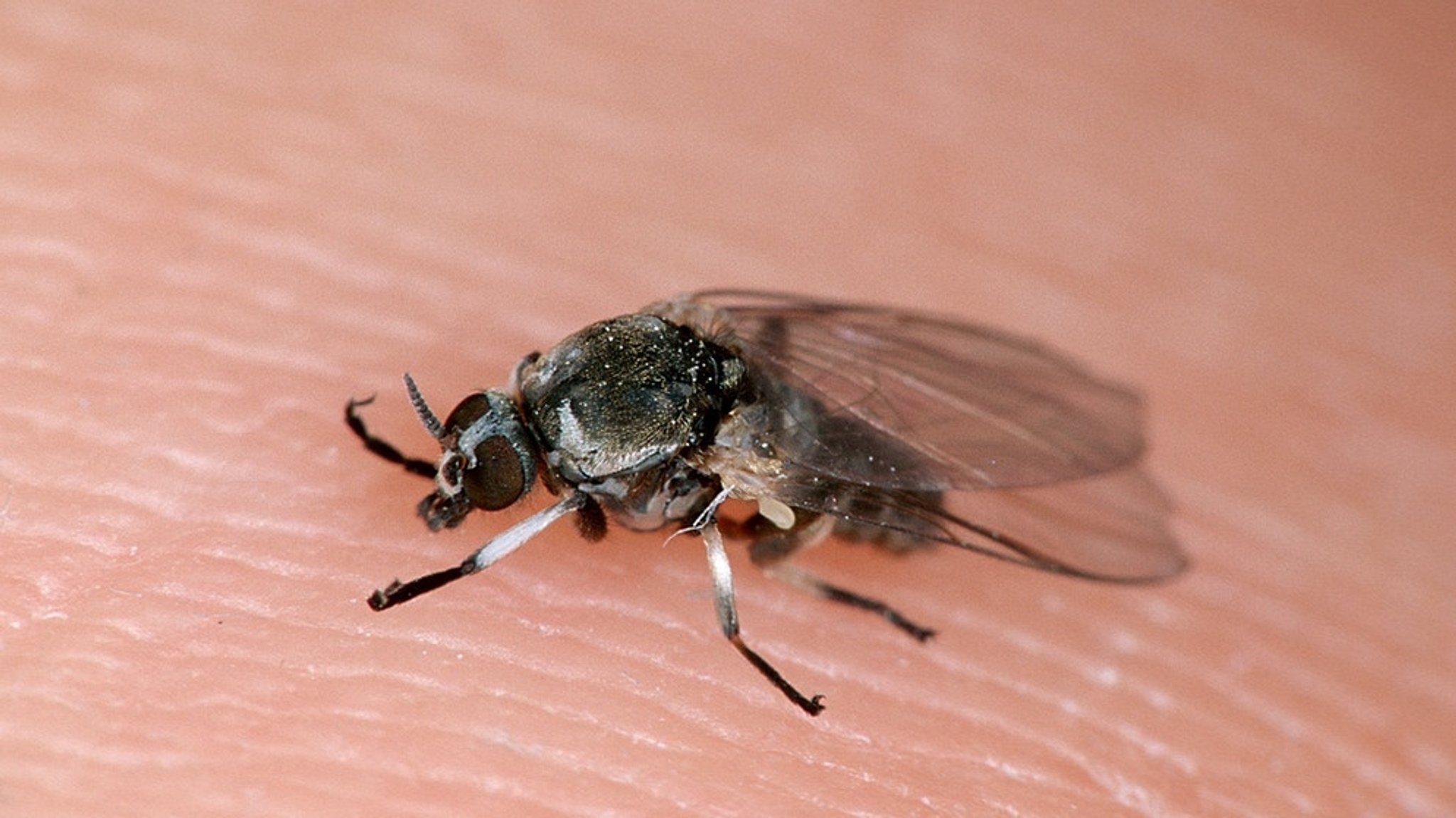 Kriebelmücke : Schmerzhafte Bisse erkennen und behandeln