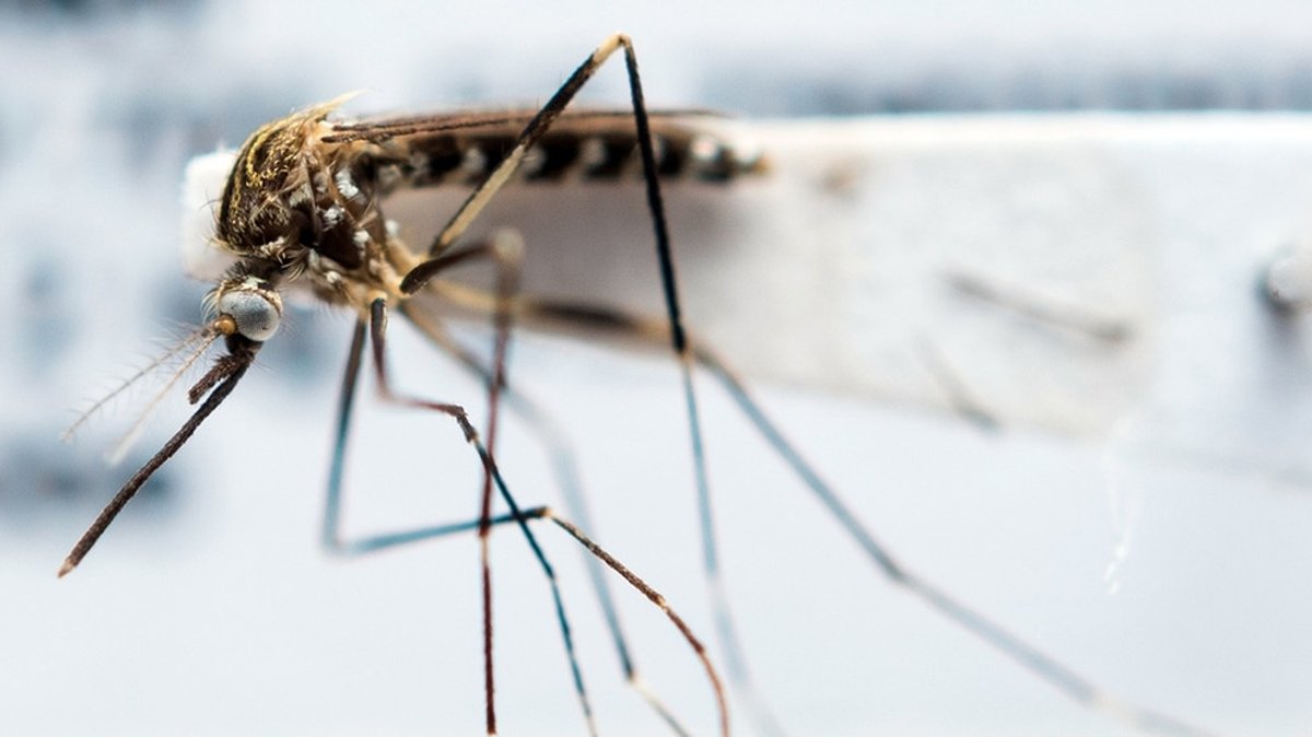Mückenatlas Deutschland: Fangt Mücken für das Bürgerforscher-Projekt!
