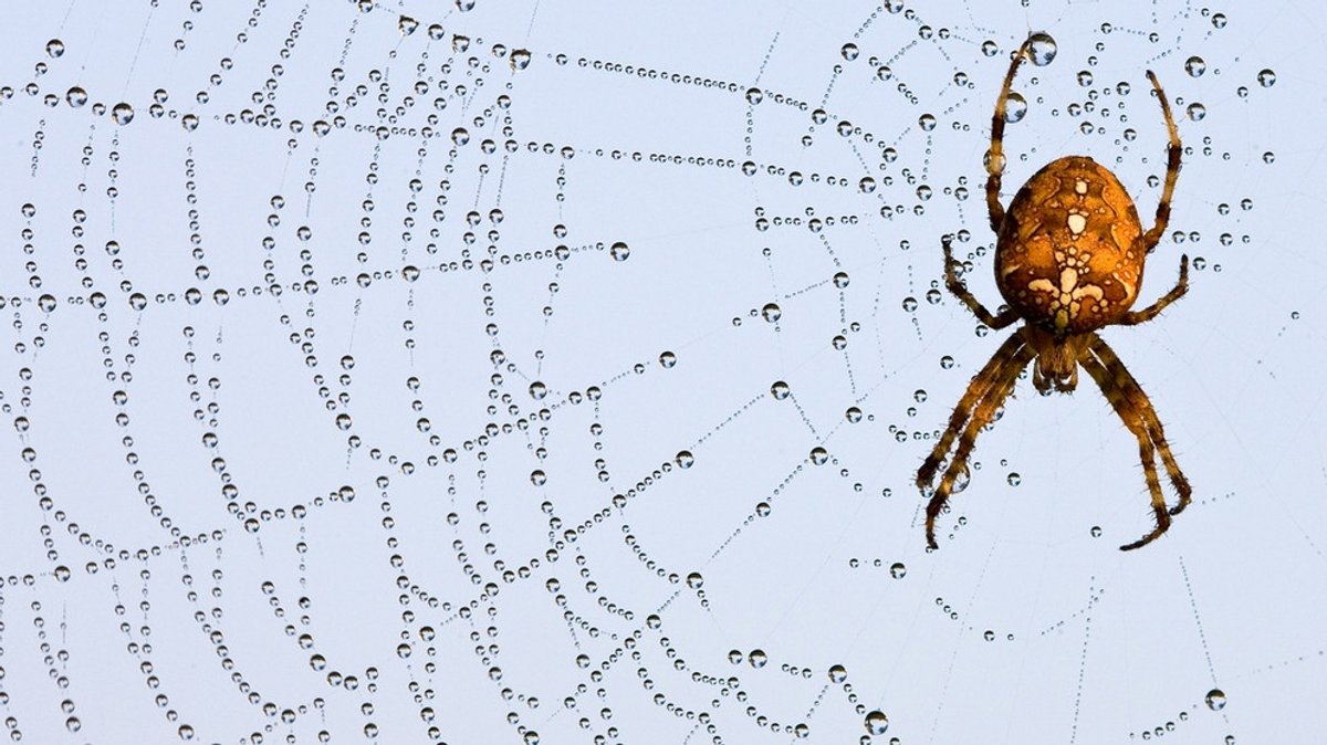 Liebesspiel der Spinnen: Kein Safer-Sex im Spinnennetz