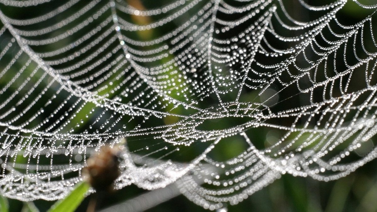 Spinnennetze: Leben am seidenen Faden