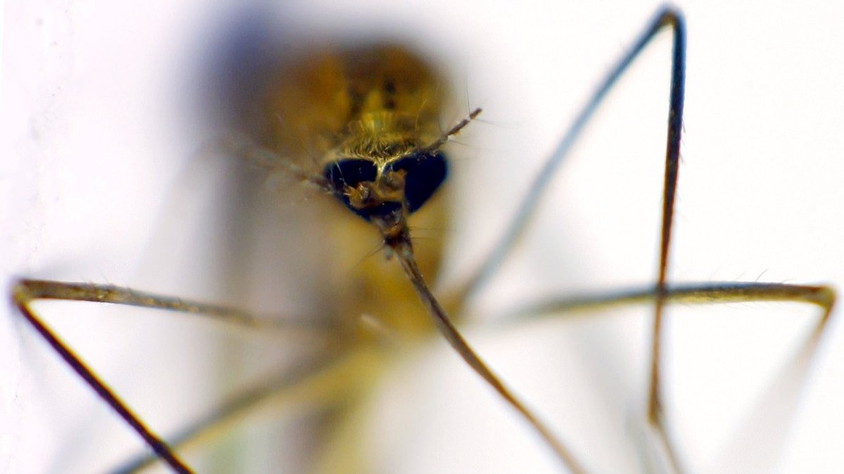 Mückenplage : Wie lassen sich Mücken vertreiben?