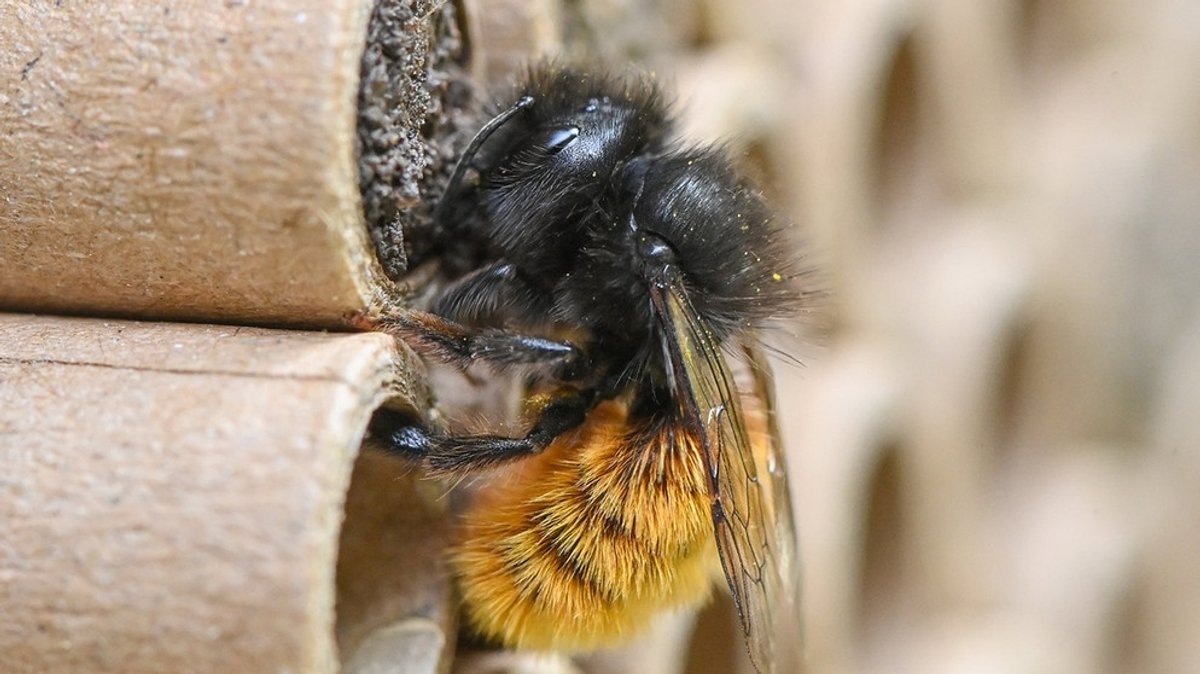 Wildbienen werden immer weniger: So können Sie den wilden Sammlerinnen helfen