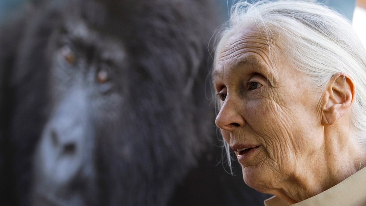 Jane Goodall: Ein Leben für die Menschenaffen
