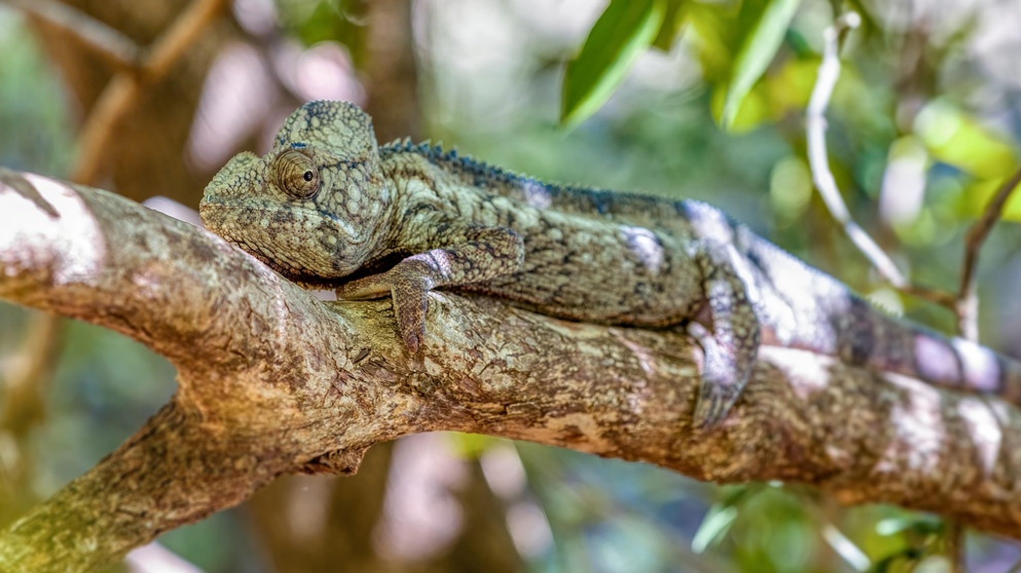Mimikry: Große Schauspieler in der Tier- und Pflanzenwelt