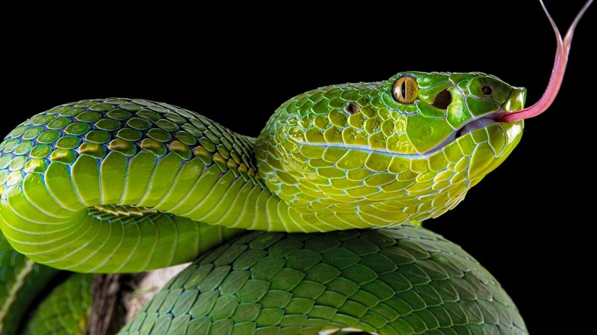 Schlangen: Zwischen Angst und Faszination
