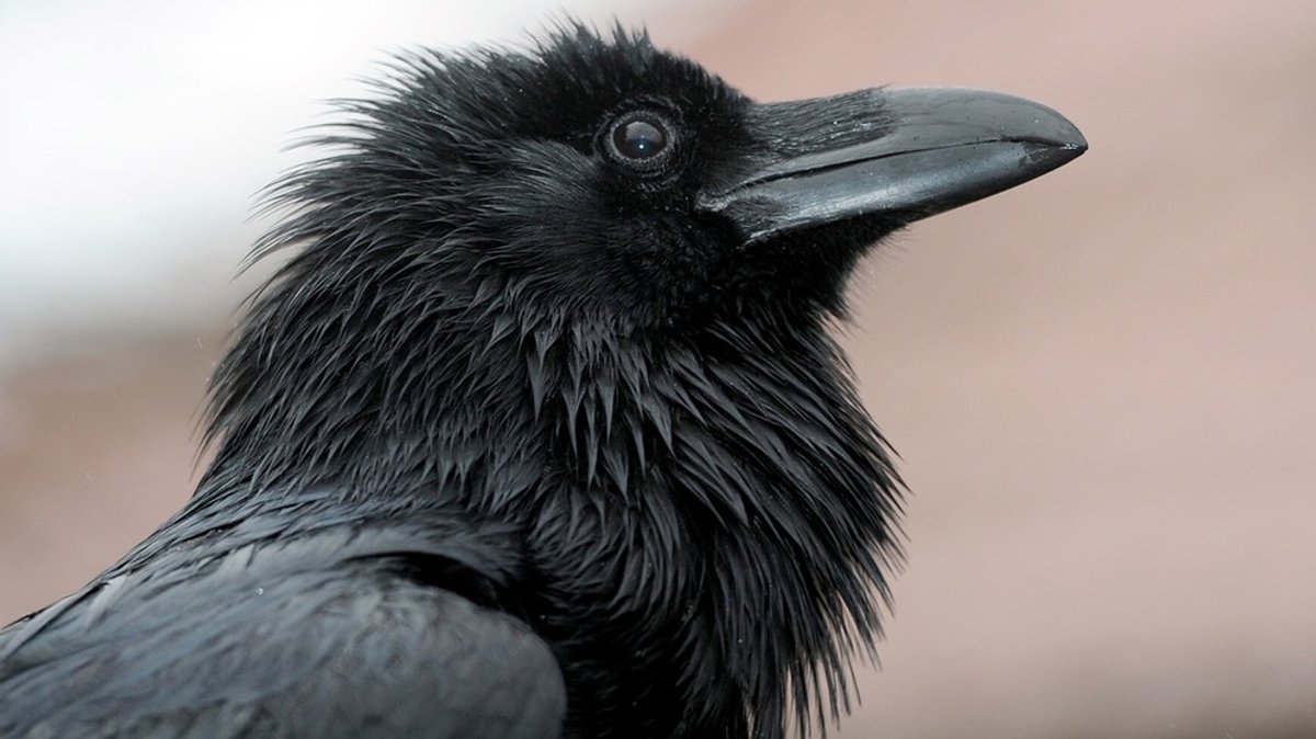 Intelligente Raben: Raffinierte und lernfähige schwarze Vögel