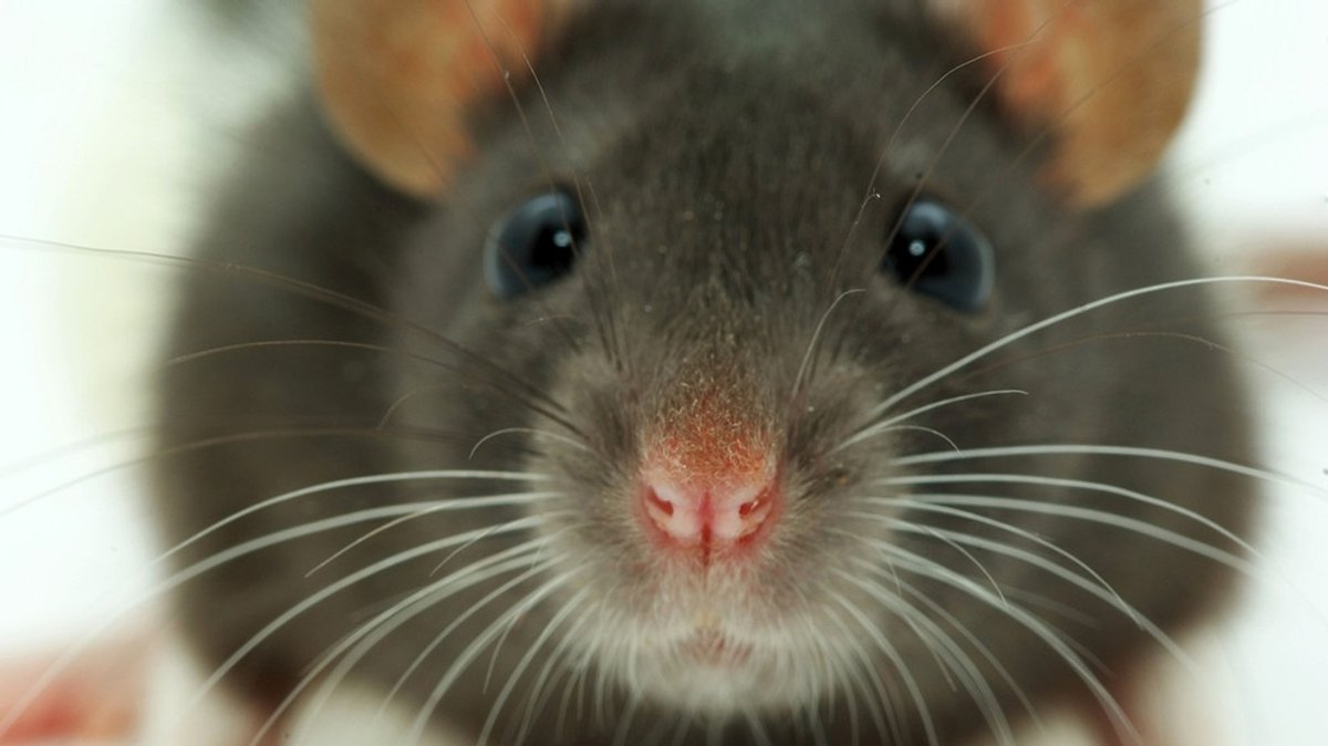 Ratten: Eklige Plagegeister oder schlaue Haustiere? 