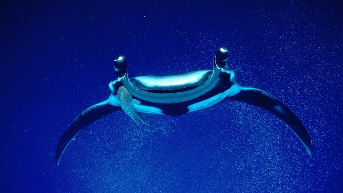 Rochen: Faszinierende und elegante Schwimmer im Meer