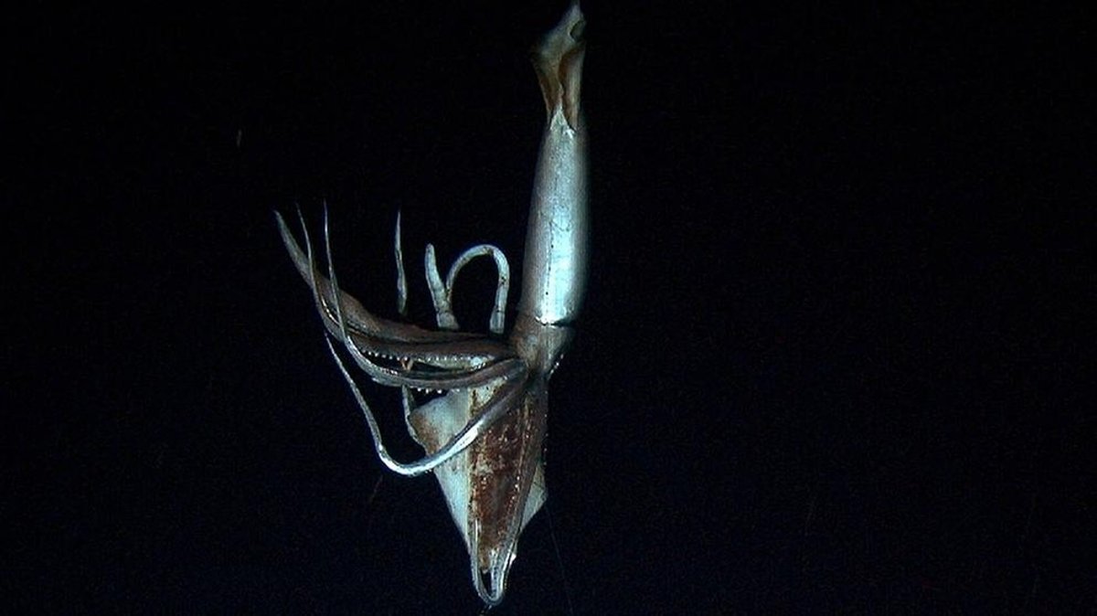 Riesentintenfisch: Den Riesenkalmar gibt es in der Tiefsee wirklich