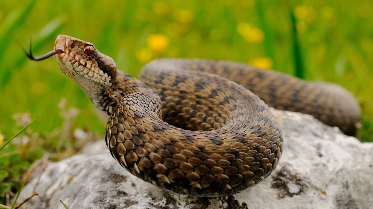 Schlangen-Bilder: Welche Schlangenarten gibt es in Deutschland?
