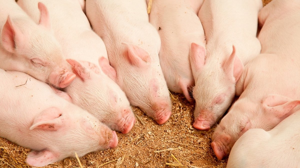 Geschichte des Hausschweins: Auf das Schwein gekommen