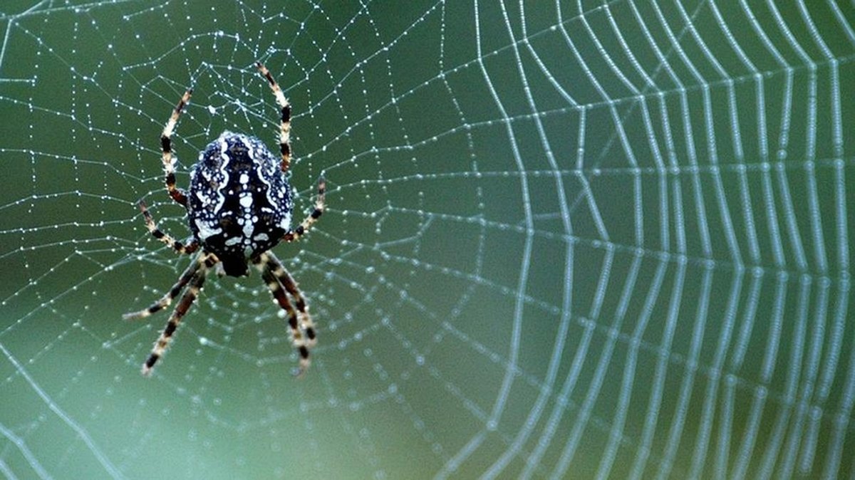 Heimische Spinnen: Bayern mit acht Beinen
