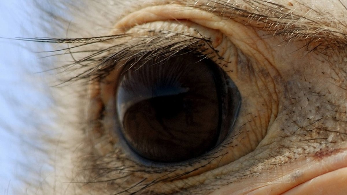 Tieraugen: Welches Auge gehört welchem Tier?