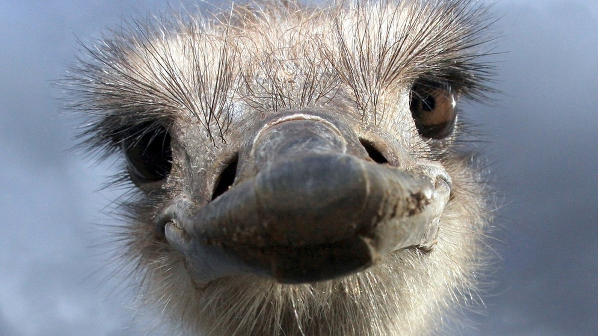 Vogel Strauß: Ein Leben der Superlative