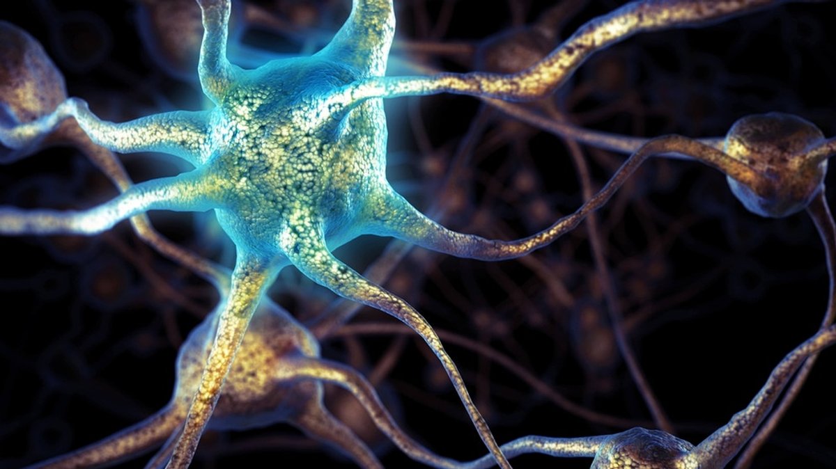 Gehirn: Wie lernt das Gehirn? 